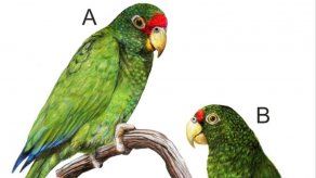 Identifican en México una nueva especie de loro de plumaje azul