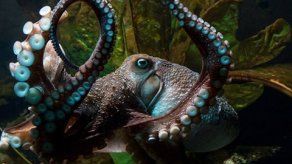 El pulpo Inky se fuga del acuario de Nueva Zelanda