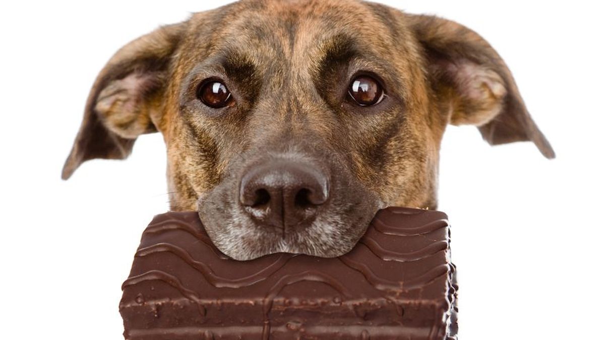 Conoce el daño que puede ocasionarle el chocolate a tu perro