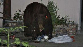 El oso de LA que se hizo famoso en Twitter devuelto al bosque