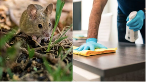 MINSA reitera redoblar medidas ante casos de Hantavirus