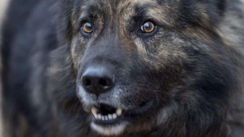 Tribunal croata prohíbe que perro ladre por la noche