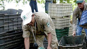 Policía colombiana incauta 1.500 tortugas y 80 babillas en extinción