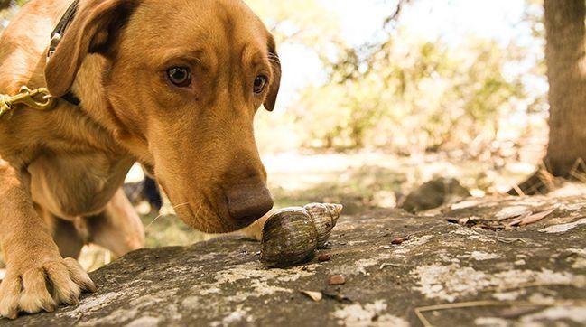 Galápagos: 2 perros entrenados ayudan con plaga de caracoles
