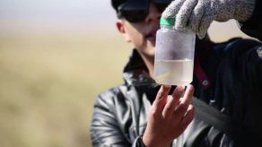 Hallan crías de ranas gigantes en peligro de extinción en Perú