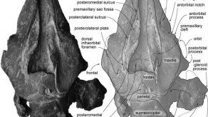Descubren en Ecuador una nueva especie de delfín que vivía en el Oligoceno