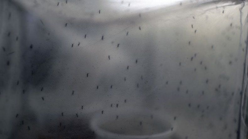 81 casos de dengue y 11 de chikungunya en la ciudad de Panamá