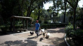 Ciudad de México investiga envenenamiento de perros