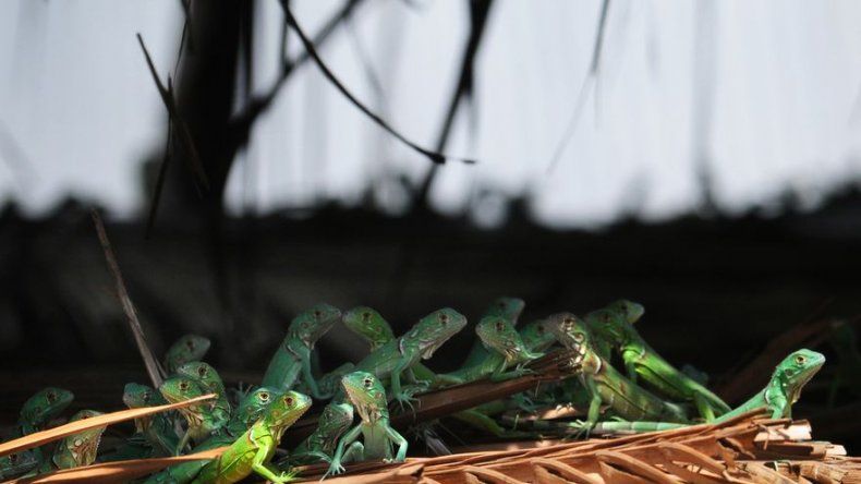 Las iguanas llegan a los suburbios del sur de la Florida