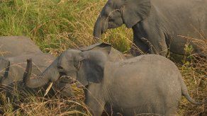 Los elefantes africanos siguen disminuyendo por la caza furtiva