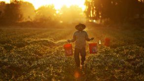 FAO apuesta por retener a población rural ante la crisis en América Latina