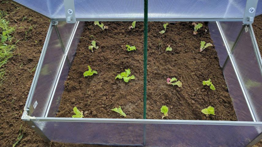 Ideas para una huerta en casa