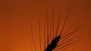 Brasil elimina aranceles al trigo por caída de producción en Argentina