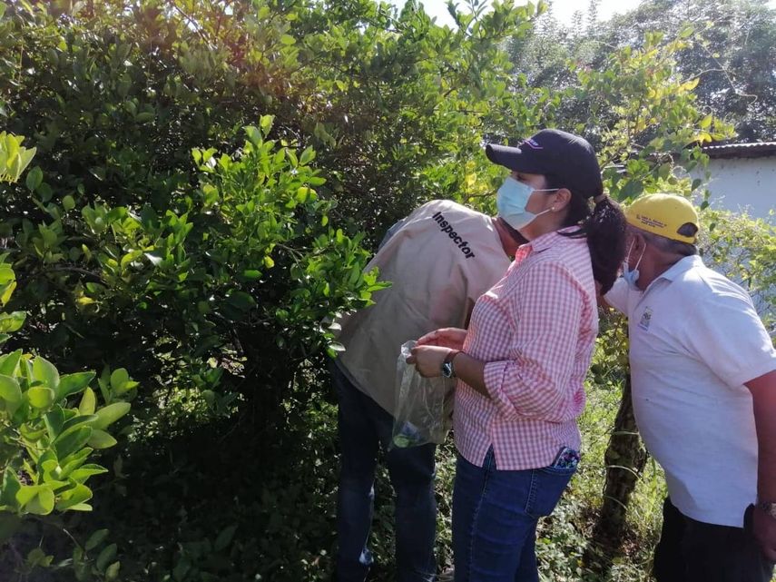 Los técnicos agropecuarios del MIDArealizan recorridos por la región azuerense para detectar focos.