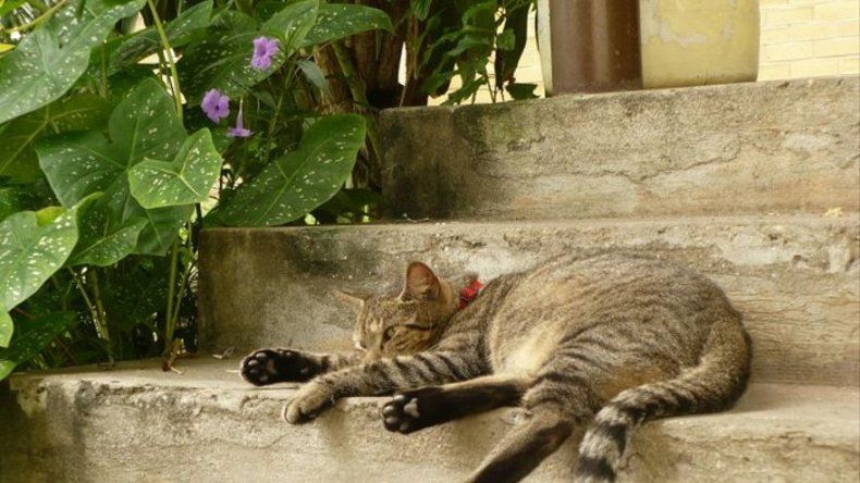 UP anuncia jornada de adopción de gatos este miércoles ante sobrepoblación