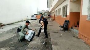 Según el reporte de la PN, el perro cayó en el techo de una barraca contigua al edificio desde donde fue lanzado. Según el reporte de la PN, el perro cayó en el techo de una barraca contigua al edificio desde donde fue lanzado.