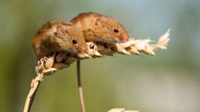 Hallan un patrón universal que explica la duración de la vida de las especies