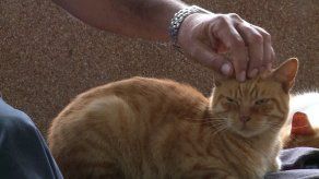 Más de un centenar de gatos prodigan rélax en el parque central de Lima