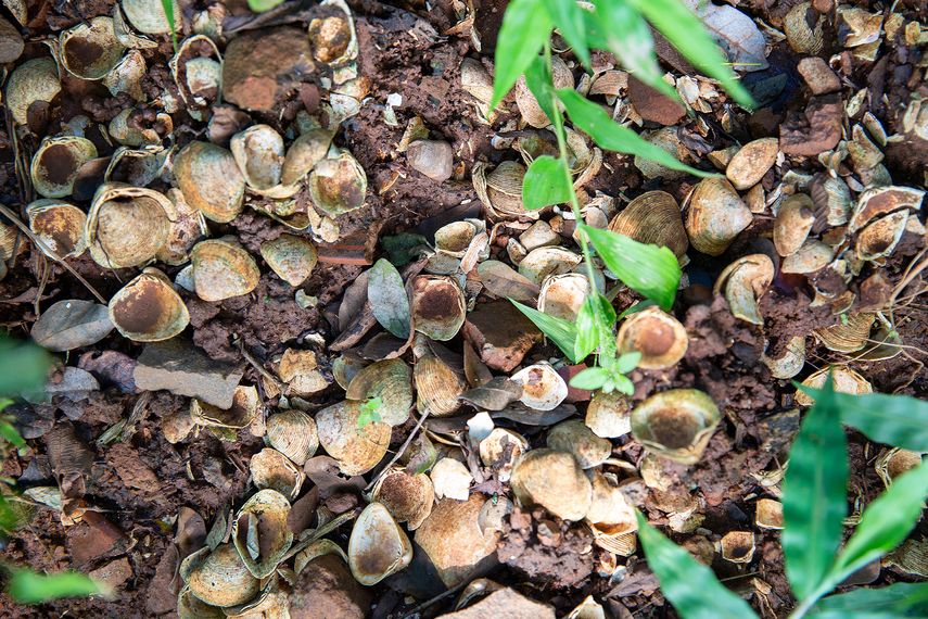 Las conchas marinas se pueden encontrar en abundancia en el sitio arqueológico. Las conchas marinas se pueden encontrar en abundancia en el sitio arqueológico.