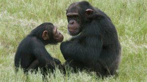 Chimpancés y orangutanes