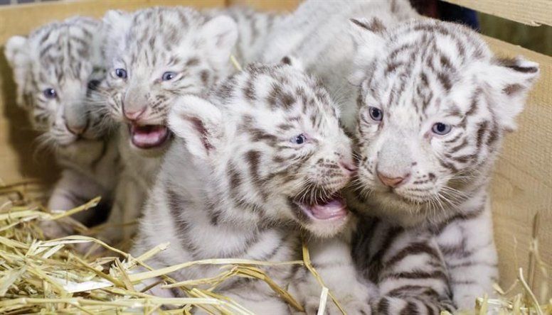 Un zoológico de Austria presenta cuatrillizos de tigres blancos