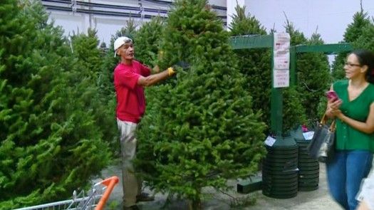 Llegan los primeros arbolitos navideños