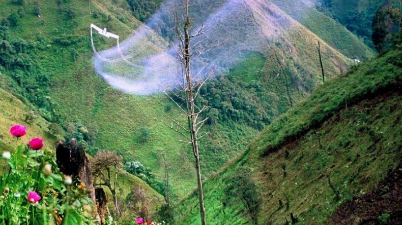 Destruyen 4,6 millones de matas de amapola en Guatemala