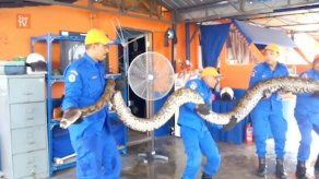 Hallan en Malasia una pitón gigante de 250 kilos y 7