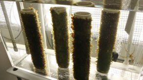 El próspero sector del alga marina en Maine enfrenta retos