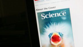 Nuevo mapa de alta resolución muestra pérdida mundial de bosques y junglas