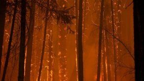 Incendio forestal acaba con parte de un bosque en EEUU