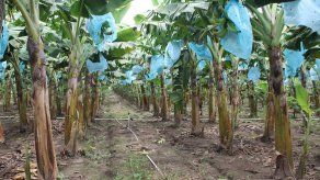 Reproducirán semilla de plátano enano en laboratorios de la FCA Reproducirán semilla de plátano enano en laboratorios de la FCA