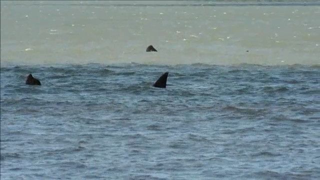 Video: Ballenas de paso en Uruguay