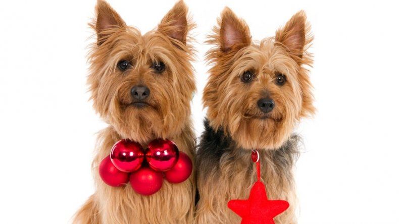 Opciones de nombres para perros pequeños
