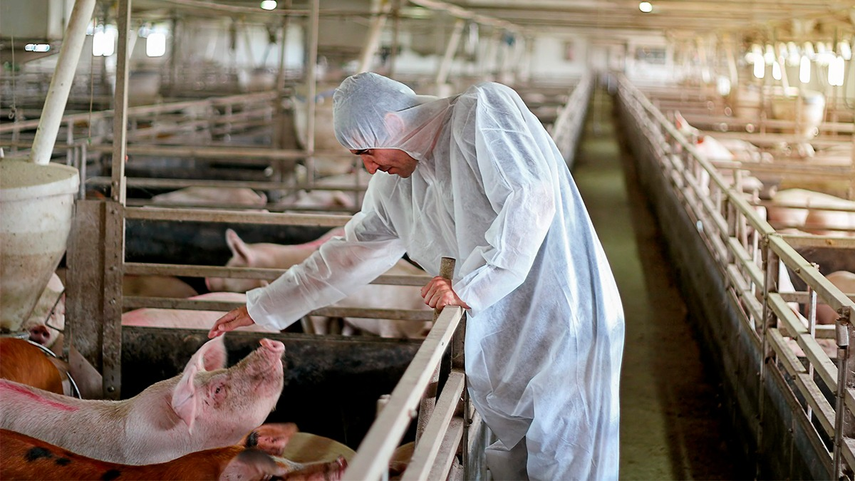 Porcinocultores realizarán protestas en la Asamblea Nacional