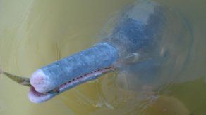 Hallan nueva especie de delfines en Brasil