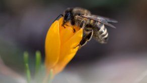 Los insectos polinizadores, especialmente las abejas, son absolutamente esenciales para el mantenimiento de la vida humana y de los ecosistemas.
