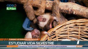 TR Verde: Turismo veterinario en Panamá