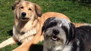 Fotos de perros en Facebook animan a joven con cáncer
