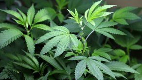 Jamaica: Plantan primeras semillas legales marihuana