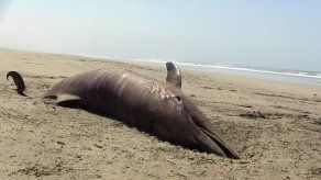 Más de 500 animales marinos mueren por cuadros tóxicos en el norte del Perú