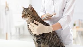 Jornada de vacunación y desparasitación de perros y gatos: ¿A dónde llevar tu mascota este sábado 31?