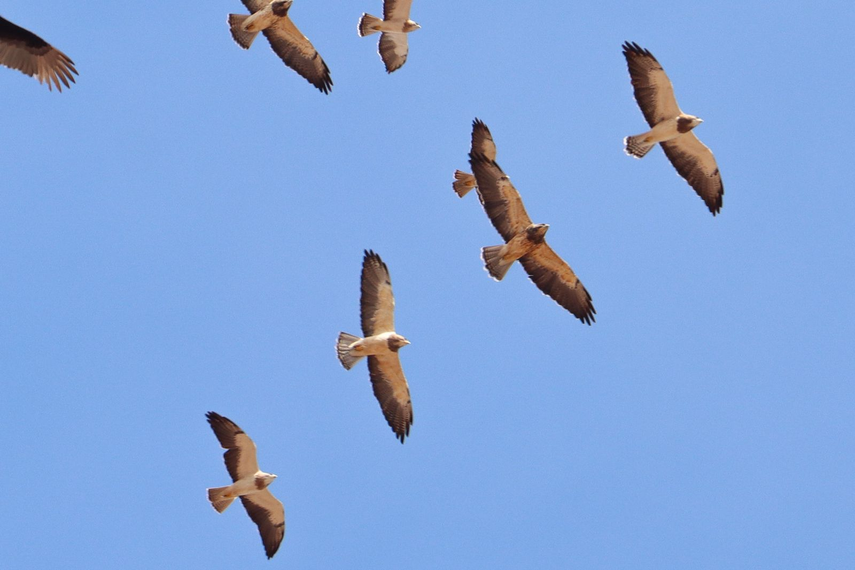 Inicia temporada de migración de aves rapaces en Panamá