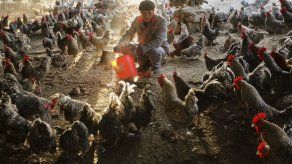 Estudio advierte que virus H7N9 podría extenderse a India y sureste de Asia