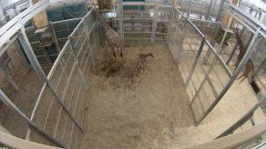 Nace jirafa en zoológico de Ohio