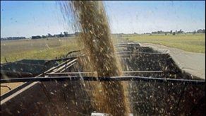 UE autoriza importación de soja genéticamente modificada