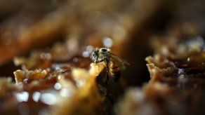 Las abejas de Sudáfrica