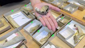 Los hombres de Neandertal eran caníbales