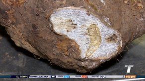 Producción nacional de ñame afectada por hongo