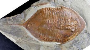 Hallan en Marruecos fósiles de trilobites con partes blandas y patas